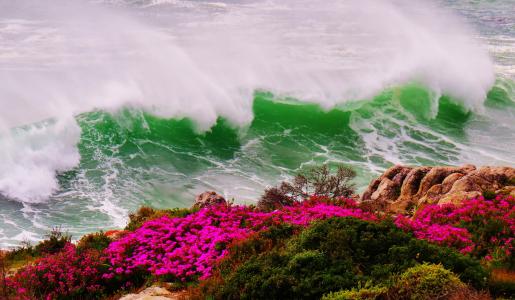 海，波浪，风暴，岸，岩石，鲜花