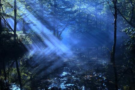 森林，河流，阴霾，光线，光