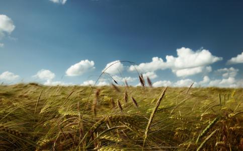 性质，场，小麦，乌克兰，美丽，宏，照片，天空，云