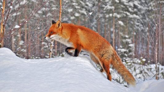 狐狸，雪
