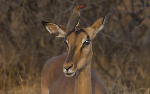 黑斑羚，南非克鲁格国家公园的红嘴啄木鸟