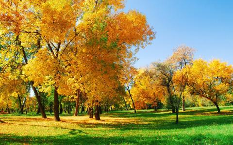 树，秋天，森林，性质，阳光