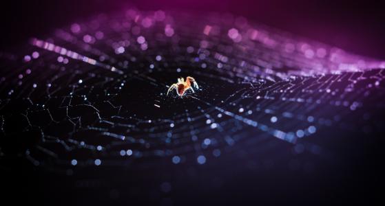蜘蛛，网站，黑暗的背景，宏观照片主题