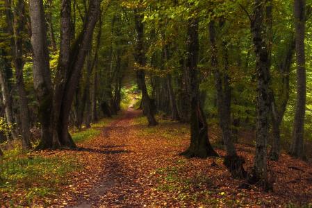 秋天，森林，森林小路，舍甫琴科尤里