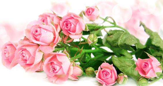 玫瑰，粉红色，散景，滴，芽，花束