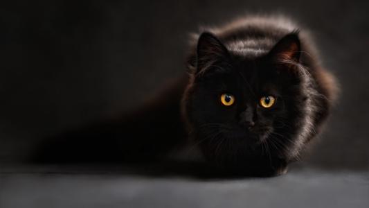猫，黑暗的背景