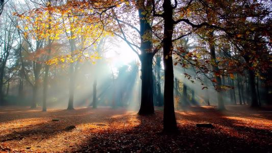 叶秋，太阳，树枝，光线