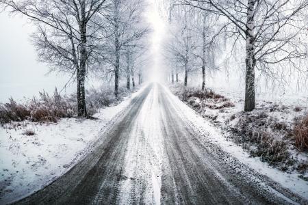 冬天，树，桦树，路，路径，光