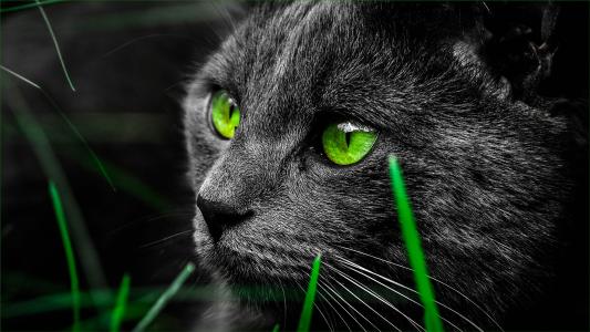 猫，草，黑猫，猫，绿眼睛，小胡子