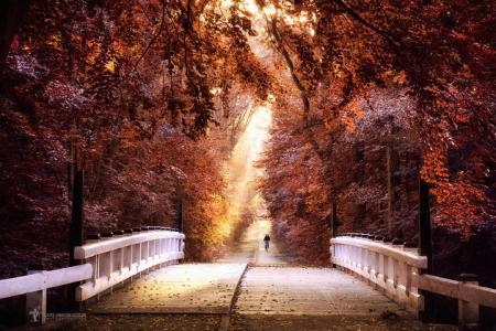 森林，秋天，桥，光，拉斯面包车去