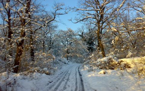 树，雪，路，冬天