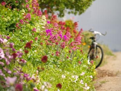 路，自行车，鲜花