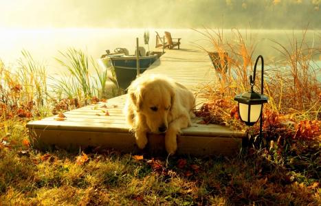 自然，河，石工，码头，船，休息，钓鱼，秋季，早晨，雾，美丽，积极，狗