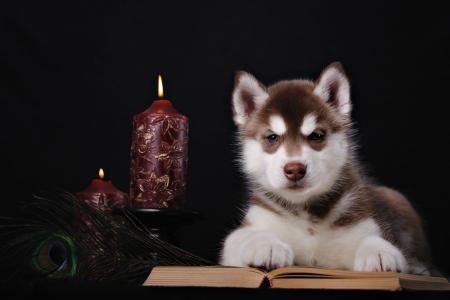 动物，狗，小狗，哈士奇，书，羽毛，蜡烛