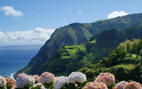 亚速尔群岛，海洋，自然，景观，丘陵，鲜花，绣球花