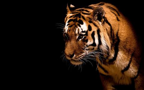 老虎，重要的眼睛，黑色的背景