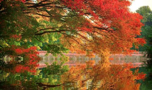 秋天，池塘，美丽，性质，树木