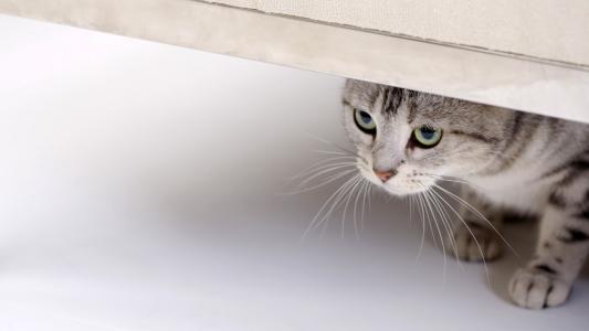 灰色的小猫，从桌子底下窥视