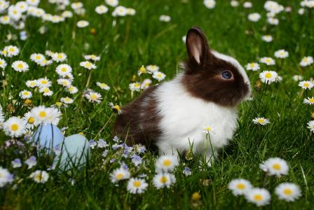 动物，兔子，草，花，雏菊，鸡蛋，复活节
