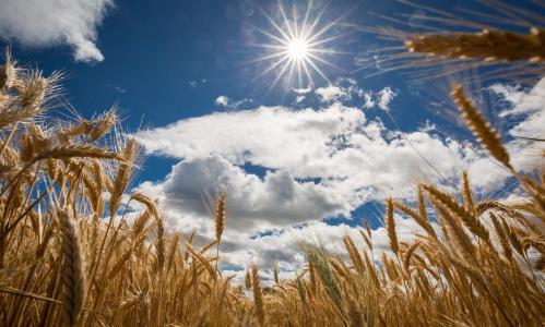 性质，乌克兰，领域，小麦，天空，太阳，美丽，夏天，8月