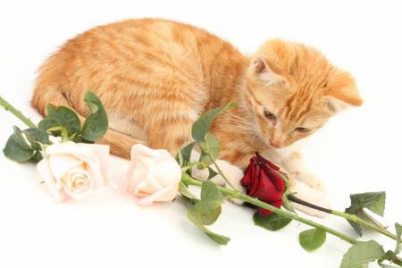 动物，小猫，鲜花，玫瑰