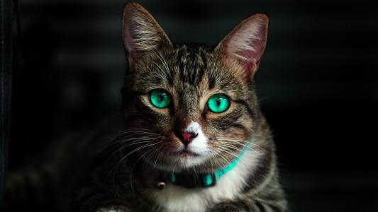 猫，绿眼睛，小胡子，动物