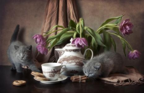 小猫，桌子，饼干，鲜花