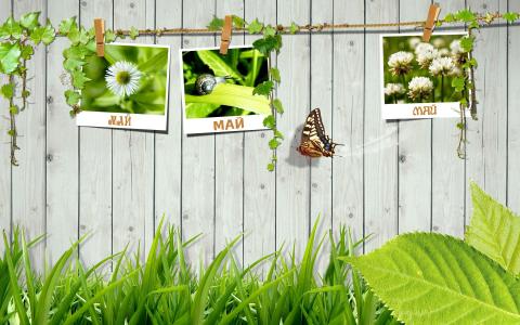 五月，图片，衣夹，围栏，绿色，蝴蝶