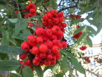 Rowanberry，浆果，叶子，宏，秋天