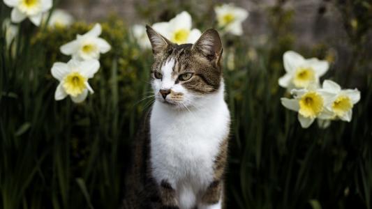 动物，猫，猫，鲜花，水仙，春天