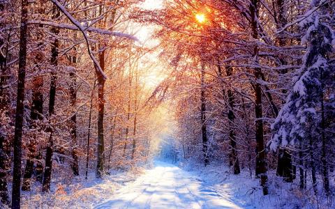 自然，冬季，日出，雪，森林，清除