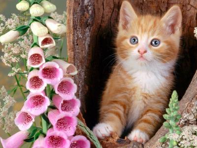 小猫，红发，鲜花