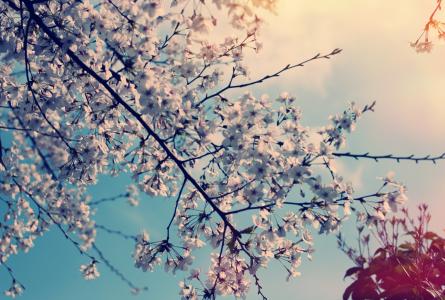 树，性质，樱桃，鲜花，春天