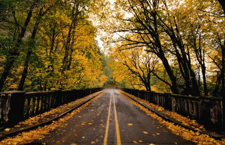 叶子，性质，秋季，道路，桥梁