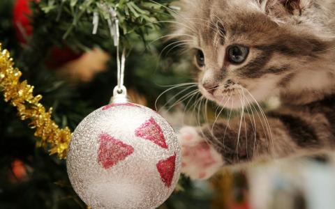 新的一年，圣诞球，小猫