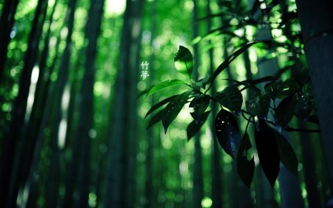 竹子，象形文字，绿色，森林