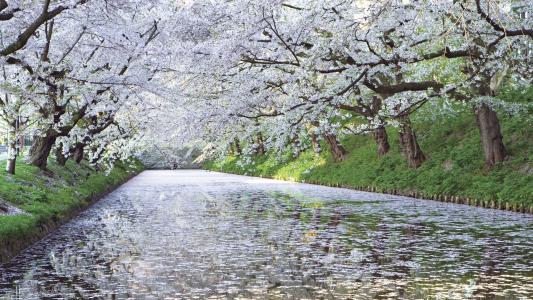 树，日本，樱桃，樱花，绽放，河