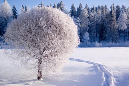 森林，树，白霜，性质，雪，冬天