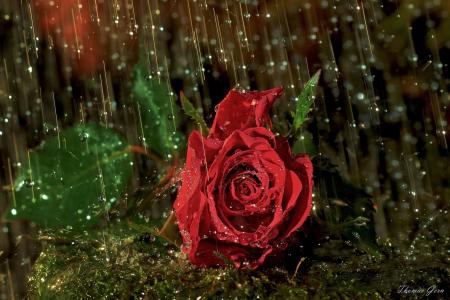 花，玫瑰，滴，雨