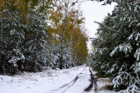路，森林，雪，冬天