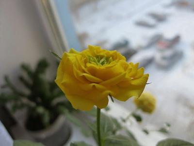 花，玫瑰，黄色，窗口