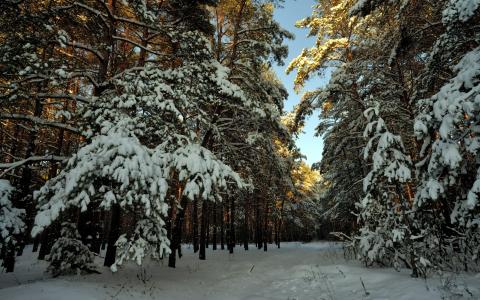 景观，森林，冬天，雪