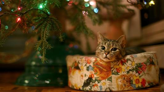 猫，树，光，圣诞节