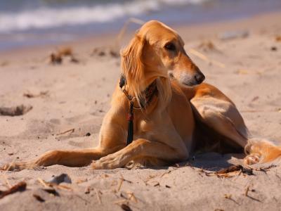 狗，猎犬，海，沙滩，沙子