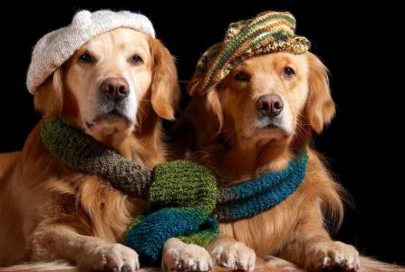 动物，狗，夫妇，猎犬，围巾，帽子