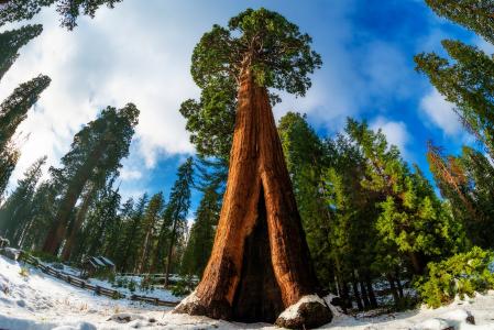 美国加州红杉，性质，树木