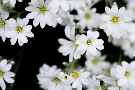 花，花瓣，白色
