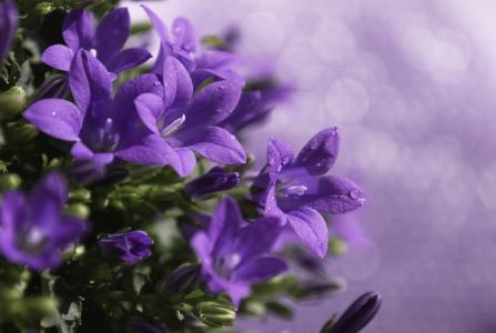 矢车菊，鲜花，紫色，丁香，宏，滴，植物，模糊，眩光，处理