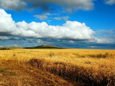 歌，百灵，田地，小麦，收获，收获，九月，天空，云，山，哈萨克斯坦，景观