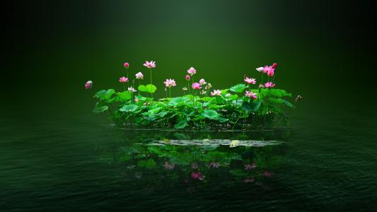 池塘，莲花，花朵，粉红色，水，花瓣，叶子，绿色